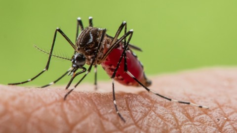 Over half of world population at risk of mosquito-borne diseases