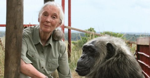 Jane Goodall on overpopulation