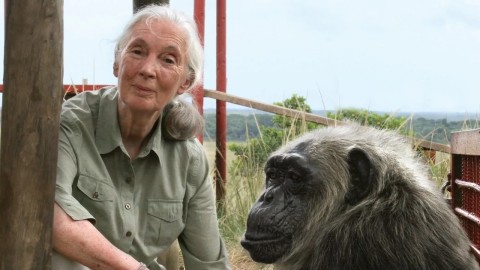 Jane Goodall on overpopulation